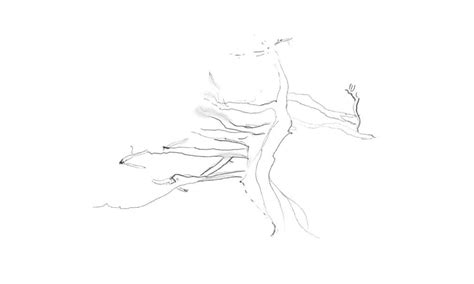 How To Draw A Tree In 6 Simple Steps