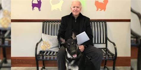 Bidens Rescue Dog Major To Receive Indoguration Ceremony Organized