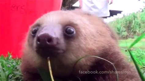 Cute Baby Sloths Youtube