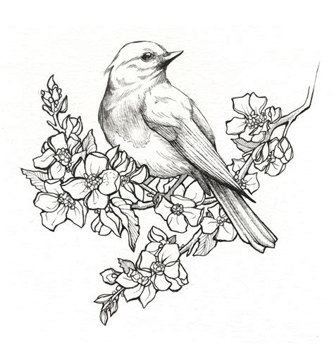 Pencil Drawings Of Flowers Bird Drawings Flower Drawing
