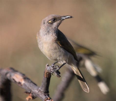 Richard Warings Birds Of Australia White Breasted Woodswallow Brown