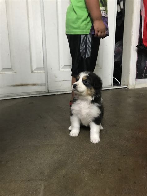 However, free aussie dogs and puppies are a rarity as rescues usually charge a small adoption fee to cover. Australian Shepherd Puppies For Sale | Chino, CA #281665