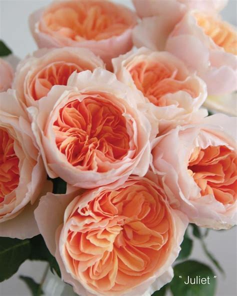 ~david Austin Peach Juliet Garden Roses ♥ A Thousand Times Yes