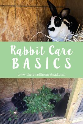 Know how to start a rabbit farm trade in the competitive market you get to see various kinds of trading farms but all of them are not that easy to answers to how much do you feed a baby rabbit? So you want to start your homestead rabbit journey, and you're not sure where to begin. What do ...
