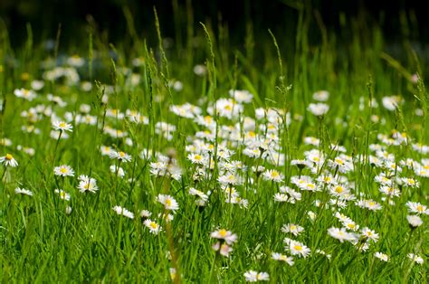Free Images Nature Blossom Field Lawn Meadow Prairie Sunlight