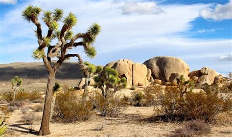 Best Time To Visit Joshua Tree National Park As We Travel Travel