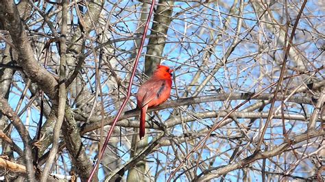 Northern Cardinal Singing Youtube