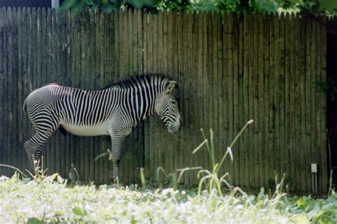 Pin By Baja172014 On Animals Animals Zoo Zebra
