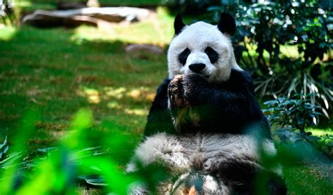 Worlds Oldest Giant Panda In Captivity Dies At 35 In China American