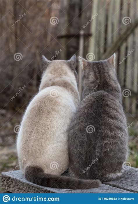 Two Cute Cats Sit Together On A Wooden Bench In The Countryside