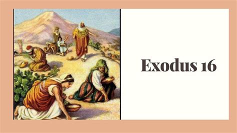 Exodus 16 God Gives Manna Wikireligions