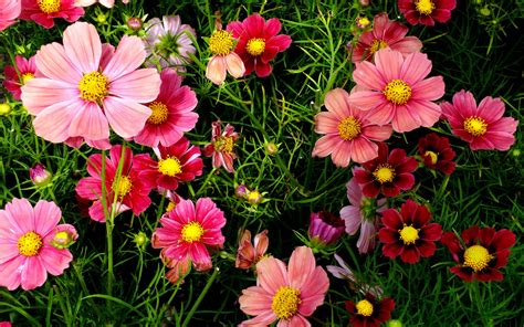 Pink Cosmos Flowers Wallpapers Hd Wallpapers Id 18557