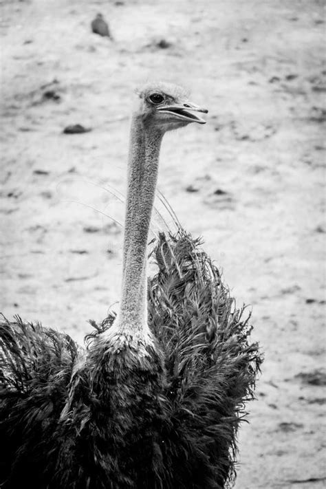 Ostrich Bird With Dark Feathers And Long Neck In Black And White Stock