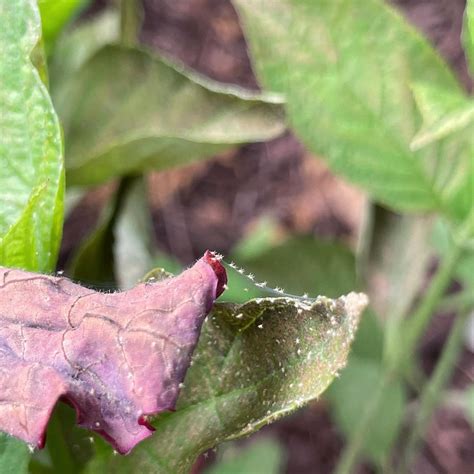 How To Use Vinegar To Kill Spider Mites And Best Alternatives