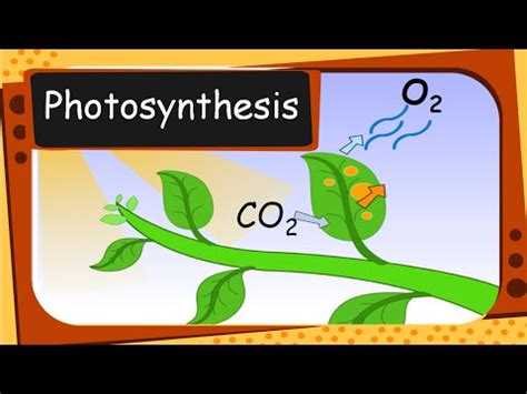 We did not find results for: Science - Plant's food and Photosynthesis - English - YouTube