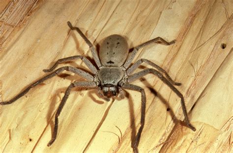 Spiders Alive Exhibit At Sydney S Australian Museum EATT