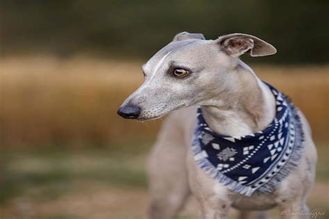 Whippet Temperament What Its Like Owning One Whippetcentral
