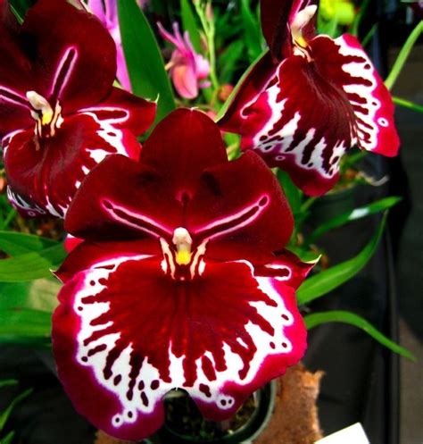 The Brazilian Red Orchid Unusual Flowers Rare Flowers Flower