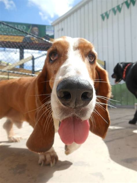 Posted on november 27, 2019 (december 22, 2019) by puppies.info. #Charleston #Dog House | Bassett hound, Dogs, Dog house