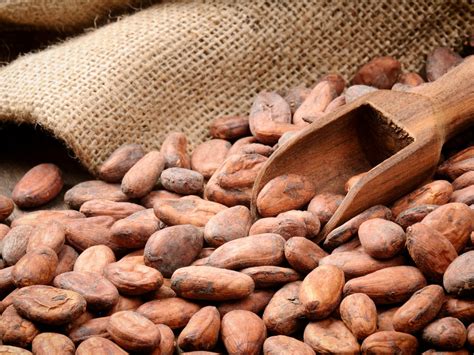 Wcf Global Cocoa Sector Advances Effort To Sustain Industry Improve Quality Of Life For