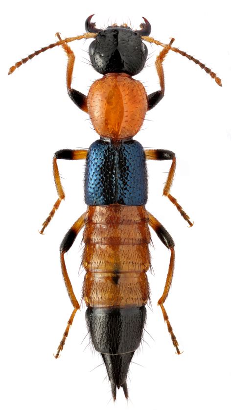 Paederus Littoralis Grav 1802 Staphylinidae фото МЭ Смирнова