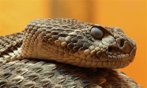 Identifying Rattlesnakes Using Head Scale Patterns The Common Naturalist