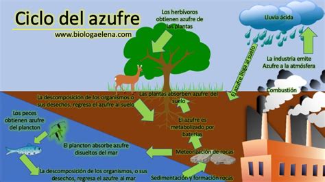 Ciclo Del Azufre Ciclos Biogeoquímicos Quédateencasa Y Mobile Legends