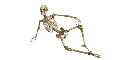 Ilustración Gratis Esqueleto Huesos Anatomía Humana Imagen Gratis