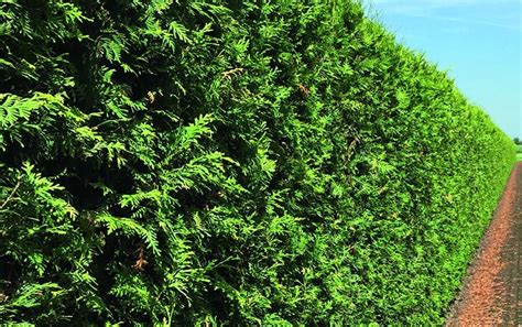 Fast Growing Formal Evergreen Hedges That Offers Privacy
