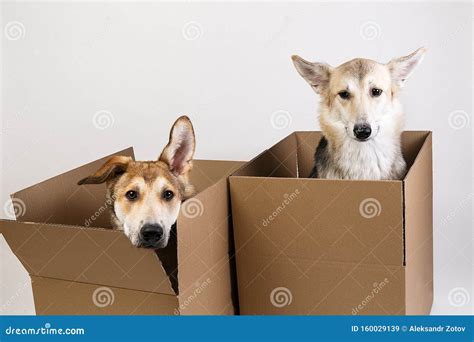 Two Dogs In A Very Big Moving Box Isolated On White Stock Image
