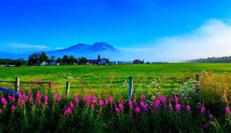 Field Of Flowers Spring Hd Desktop Wallpaper High Definition Scenery