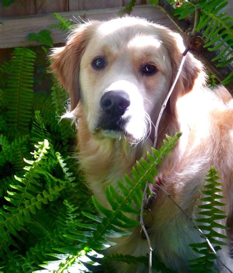 We did not find results for: Happy National Golden Retriever day from Cooper | Golden ...