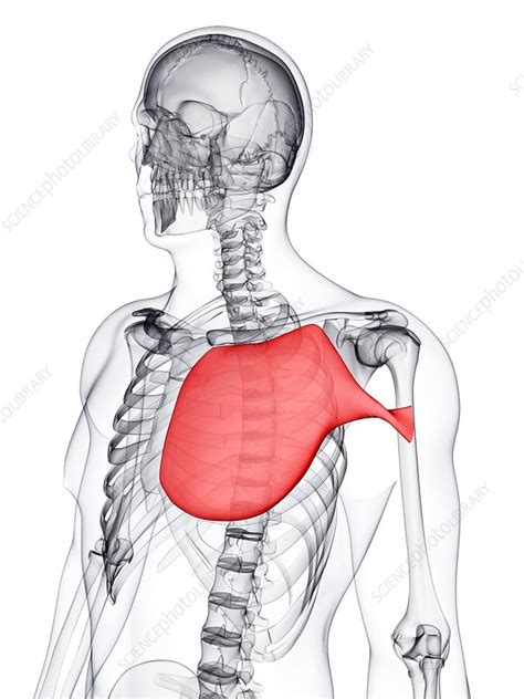 Chest Muscle Artwork Stock Image F0063428 Science Photo Library
