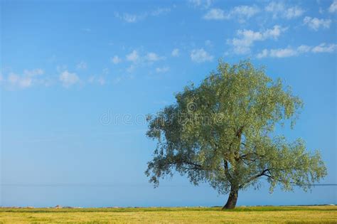 Morning Landscape Lonely Green Tree Stock Photo Image Of Hill
