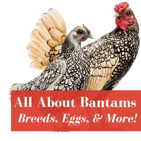 Bantam Chicken Breeds Chart With Pictures A Visual Reference Of Charts Chart Master