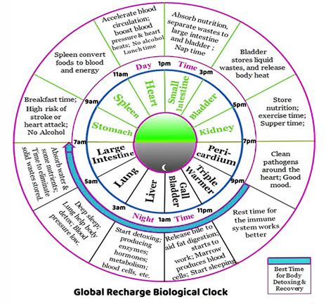 Align Your Biological Clock Global Recharge