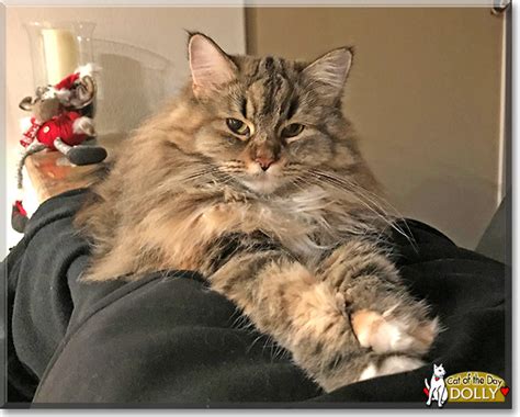 Dolly - Maine Coon, Ragdoll mix - March 5, 2019