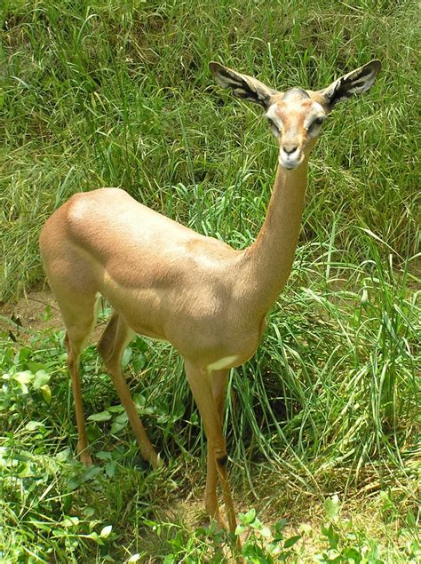 Gerenuk Antelope Free Photo Download Freeimages