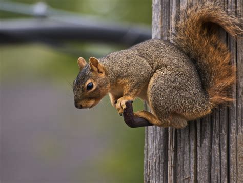 Squirrel Species Wildlife Removal Plus