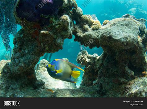 Queen Angelfish Through Coral Arch On Looe Key Coral Reef In The