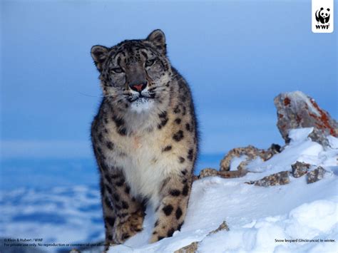 Snow Leopard Wwf