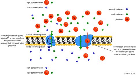 Active Transport Across Cell Membranes