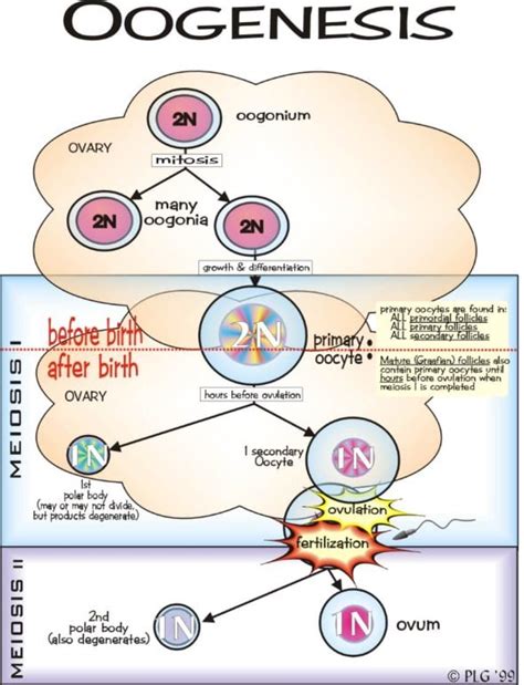 Pengertian Proses Oogenesis Dan Hormon Yang Mempengaruhi Oogenesis Terlengkap