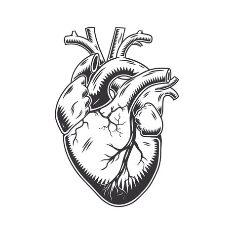 Human Heart Anatomically Hand Drawn Line Art Vintage Flash Tattoo Or