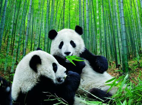 四川ジャイアントパンダ保護区群の絶景写真画像 中国の世界遺産