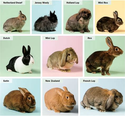 A Complete Guide To The Best Rabbit Breeds In 2020