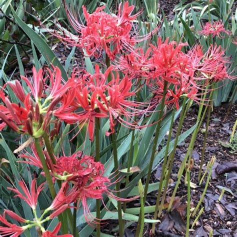 Naked Ladies Lycoris