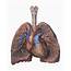 Anatomy Human Lungs 1463x1800 Wallpaper High Quality WallpapersHigh 