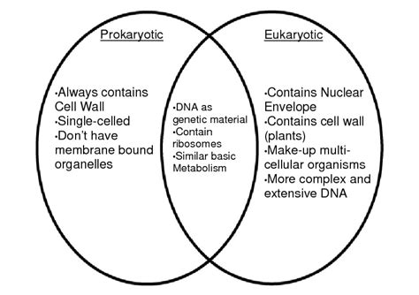 Prokaryotic And Eukaryotic Venn Diagram