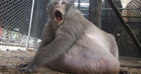 Uncle Fat Morbidly Obese Monkey In Thailand Put On Strict No Junk